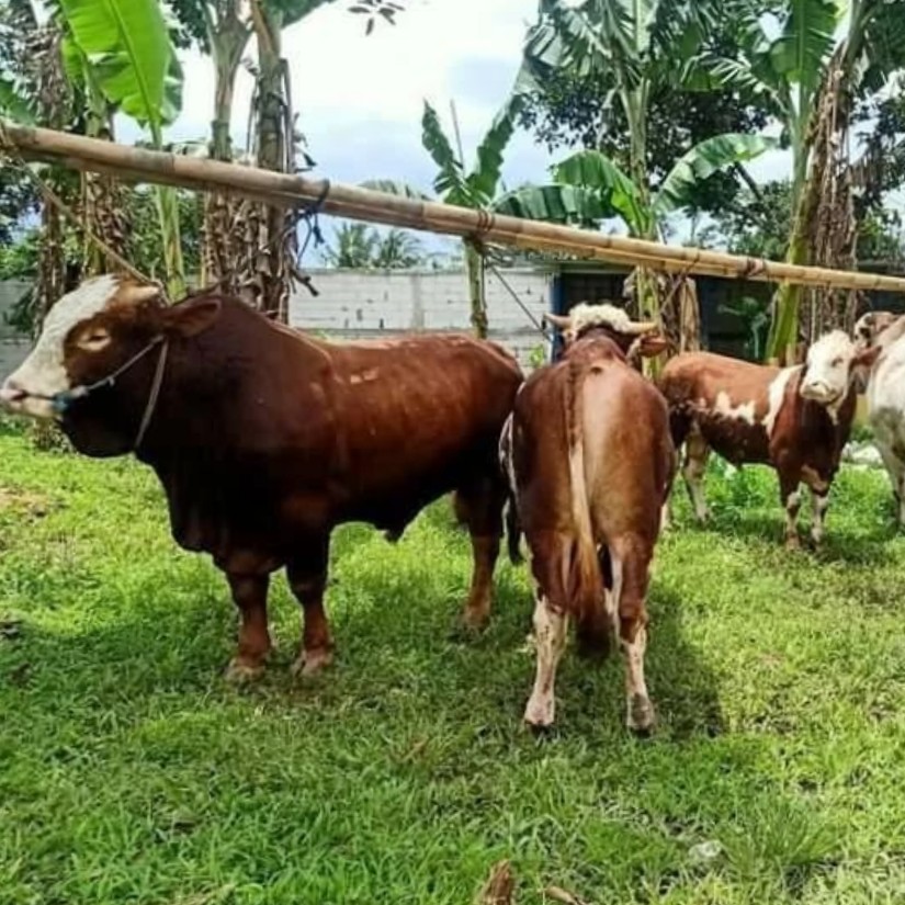 Sapi Qurban