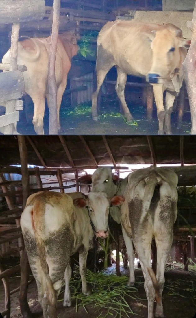 sapi biasa & sapi betina limosin