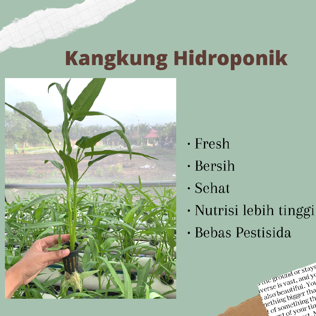 Kangkung Hidroponik