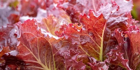 SELADA MERAH HIDROPONIK