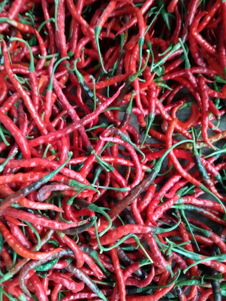 Cabai Merah