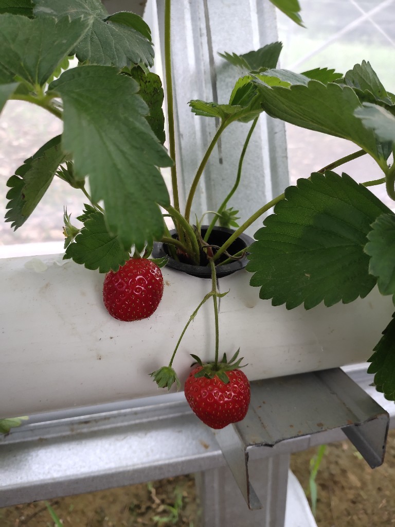 Bibit Strawberry Hidroponik