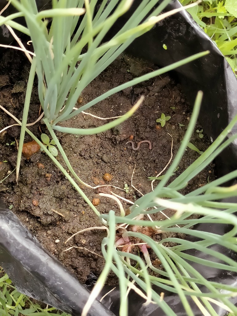 Bawang Merah Nganjuk