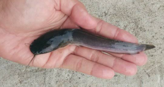 Ikan Lele Ukuran 10-15 cm