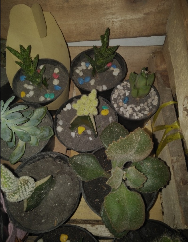 Tanaman Hias Sukulen