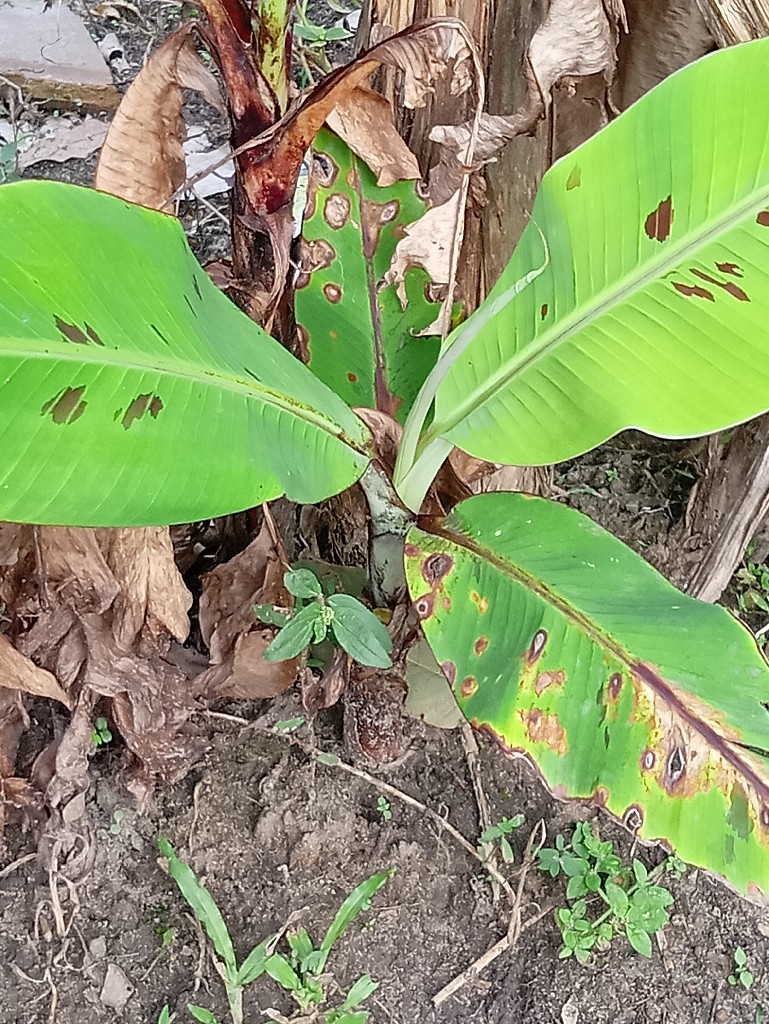 Bibit pisang gadis/pisang muli