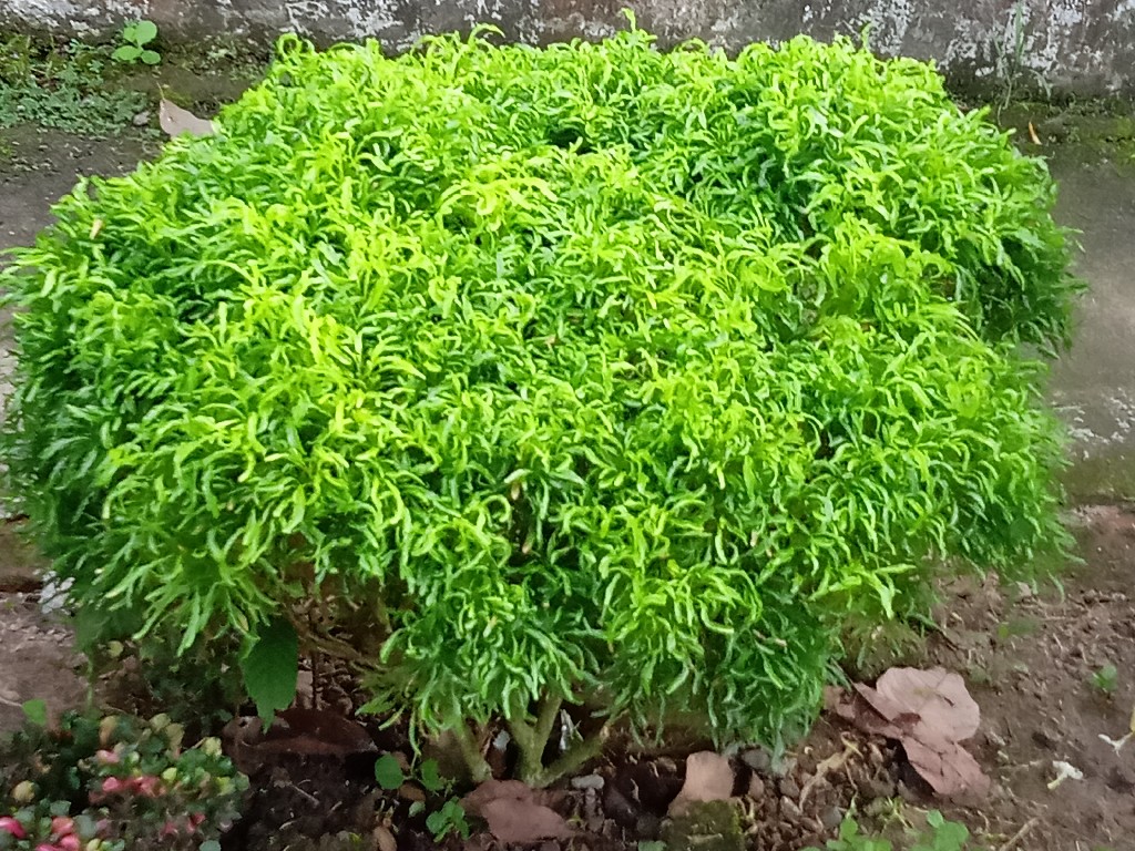 Tanaman hias eudia/brokoli hijau