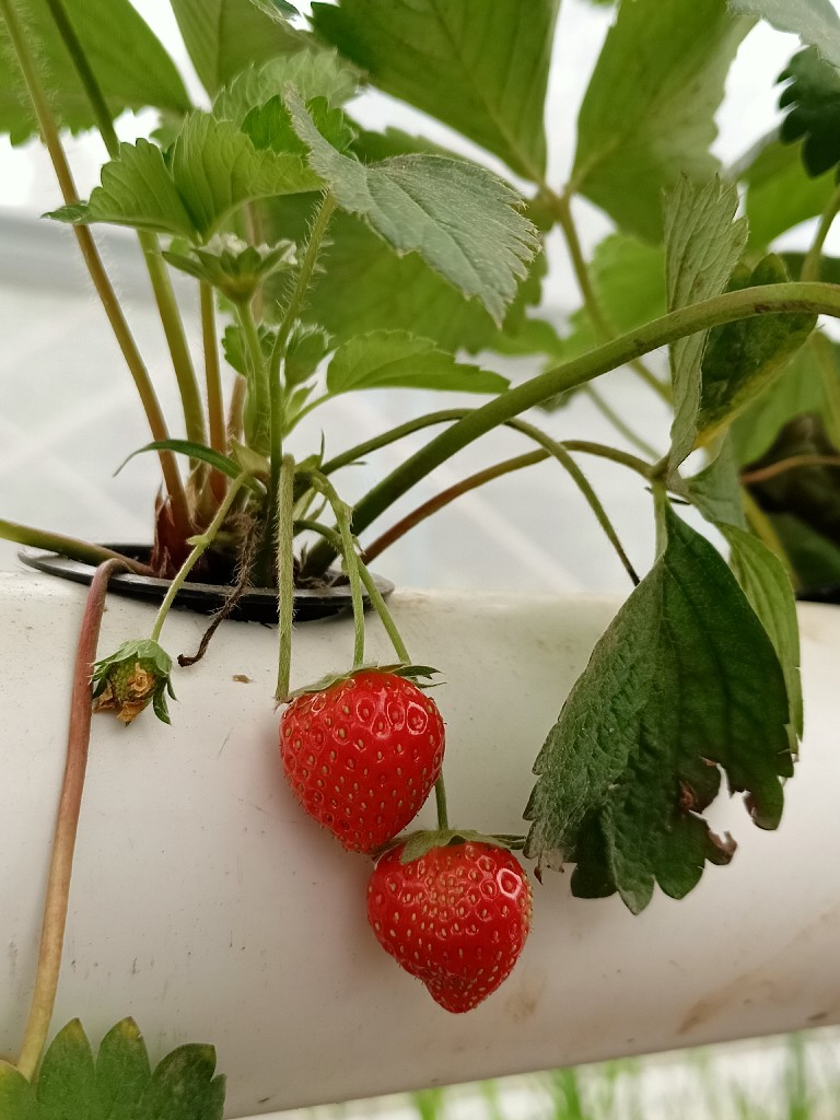 Strawberry