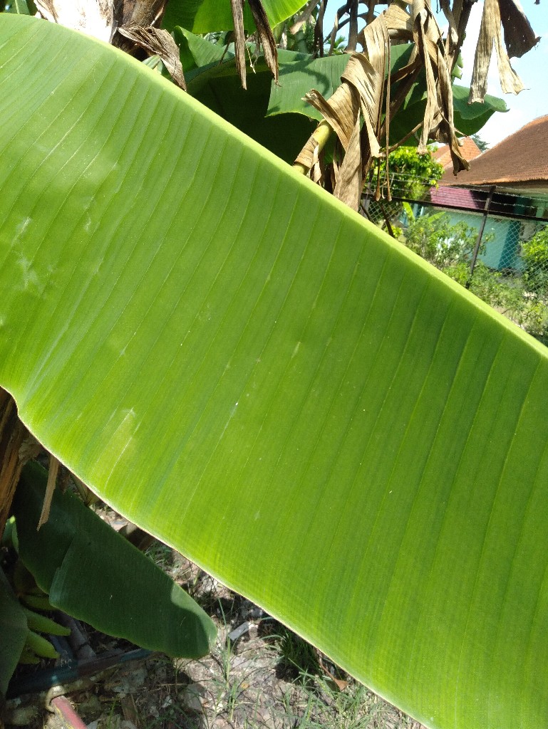 jual daun pisang (aman untuk bungkus makanan)