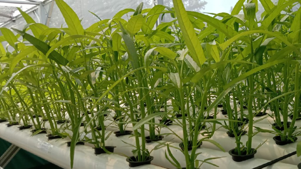 Kangkung Segar Bebas Pestisida