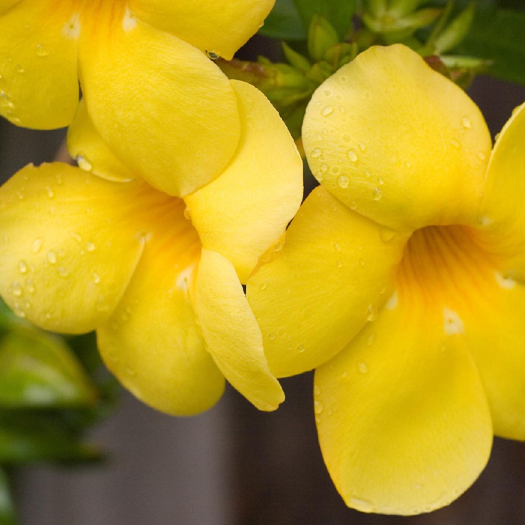 Bunga Terompet Emas/ Alamanda kuning