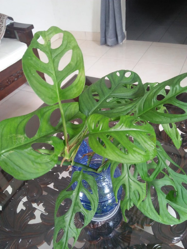 Tanaman Hias Janda Bolong (Monstera Adansonii Variegated)