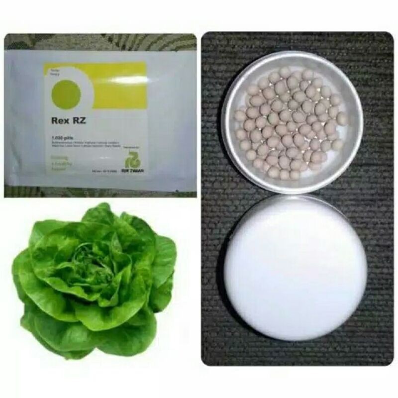 Benih Selada Butterhead