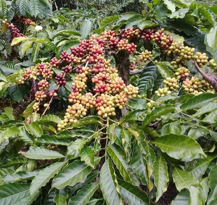 Buah kopi