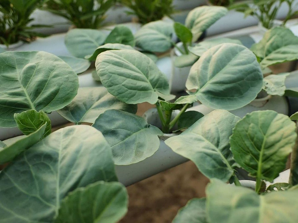 Kailan Hidroponik Segar