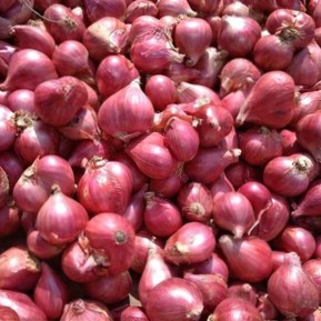 Bawang Merah