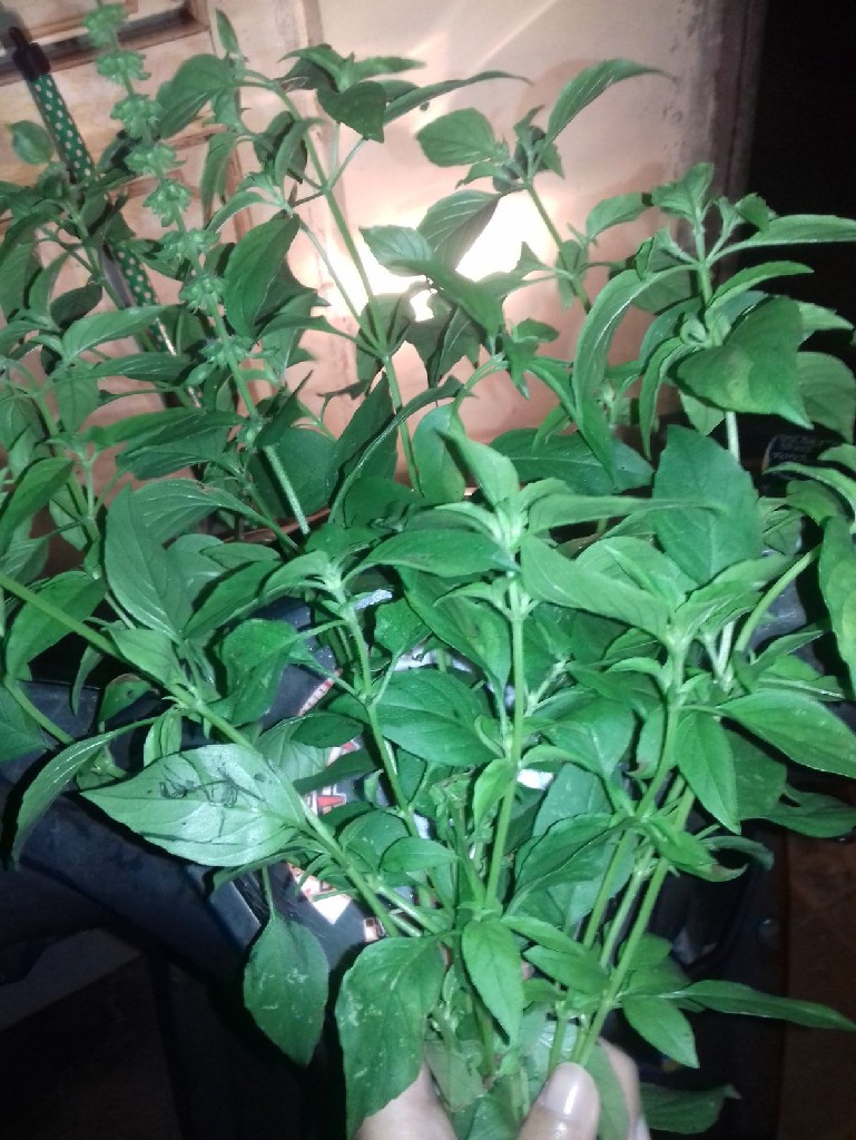 Daun Kemangi Organik