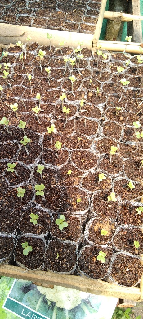 Bibit kol atau brokoli