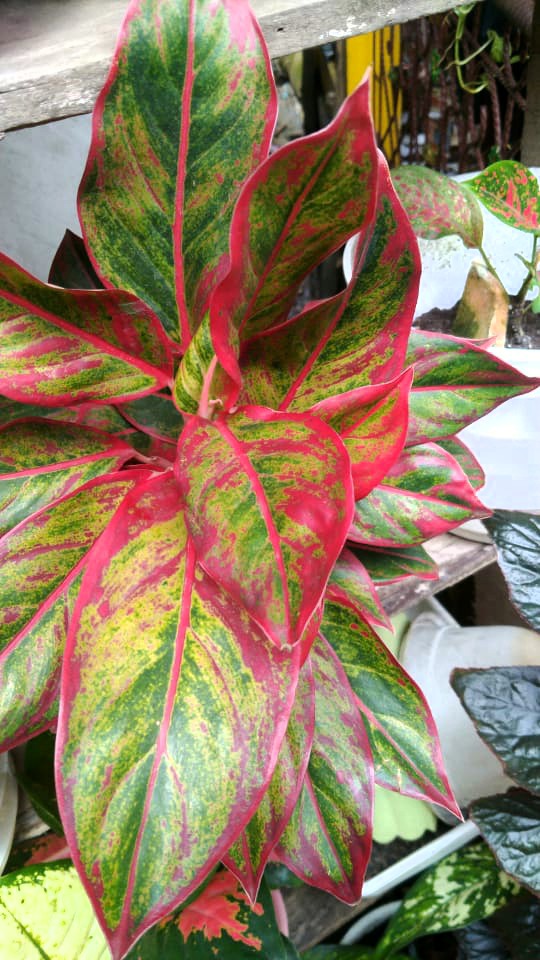 chinese evergreen
