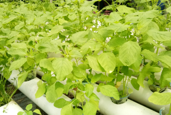 bayam hidroponik per kilogram