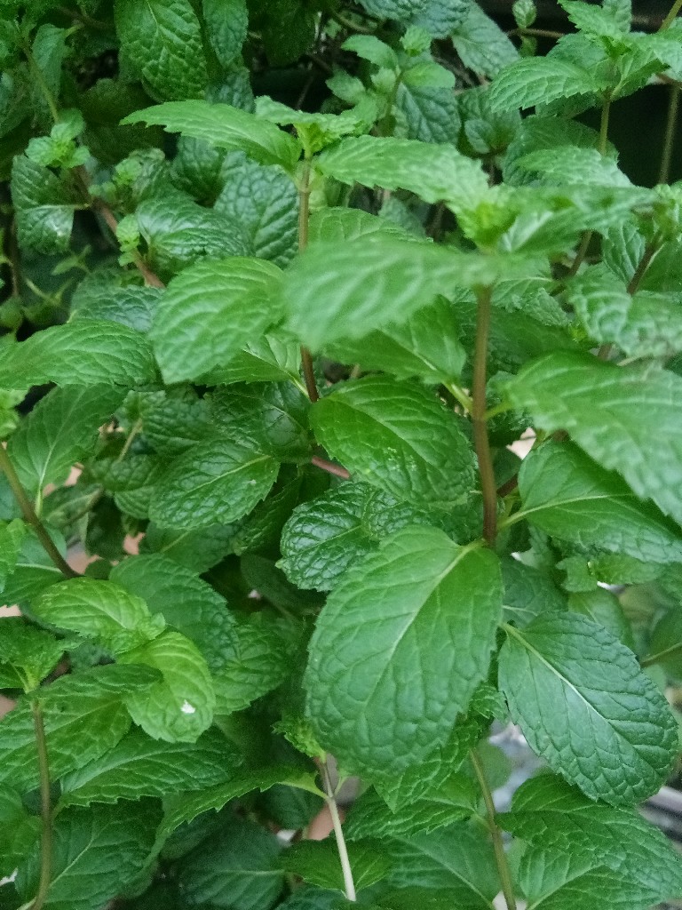 Daun Mint
