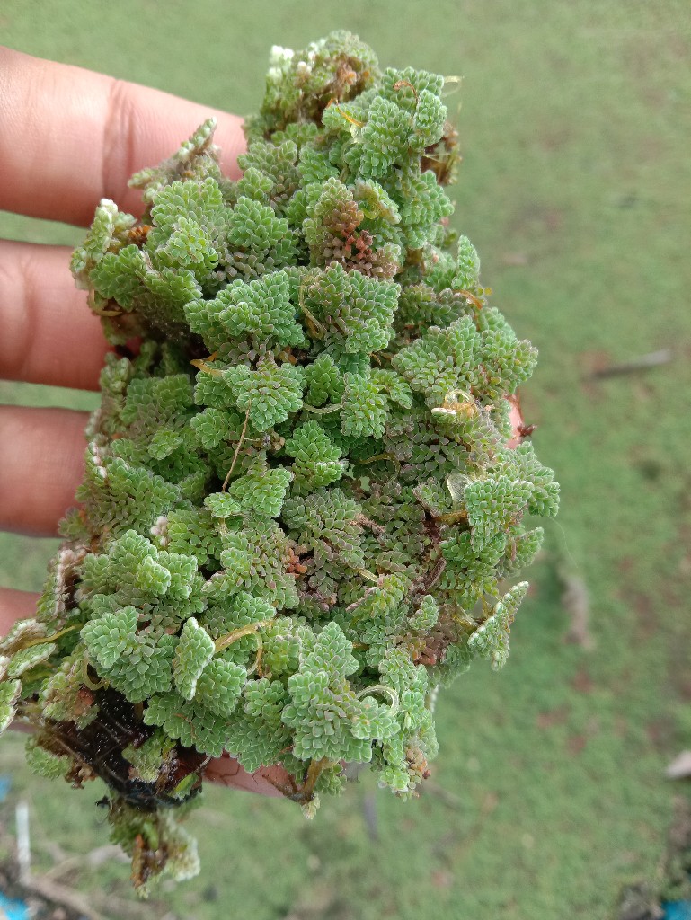 Azola tumbuhan air