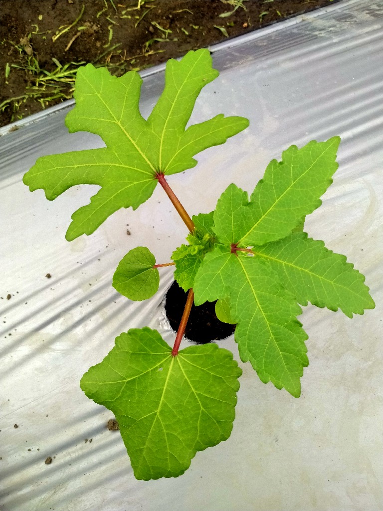 Bibit Okra Hijau