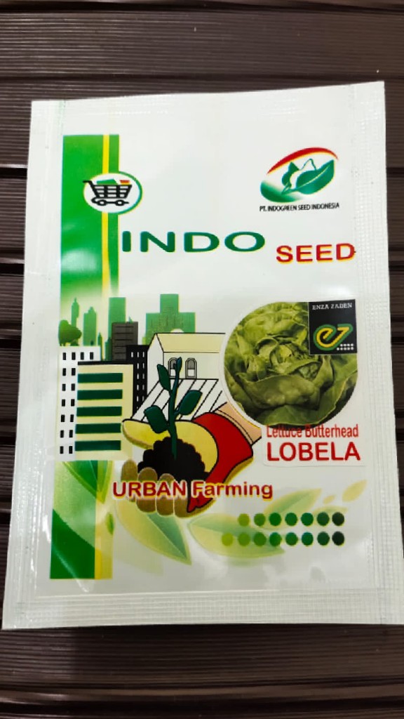 Benih selada butterhead indo seed