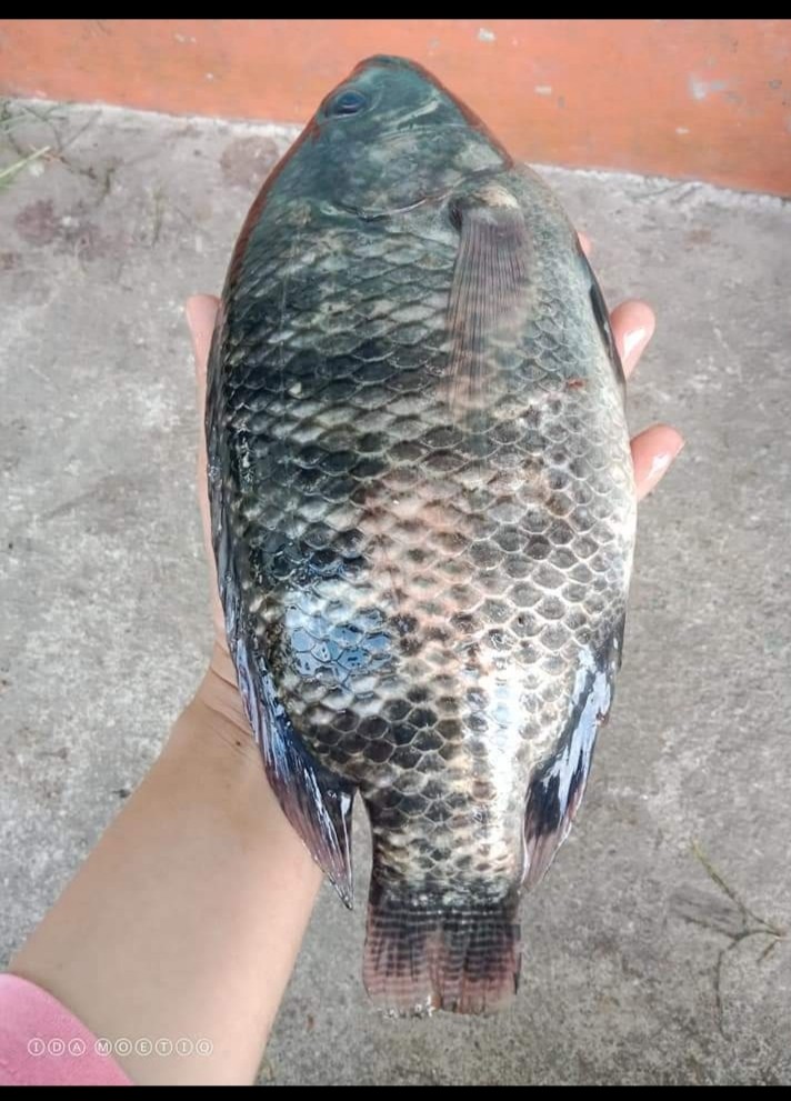 ikan segar