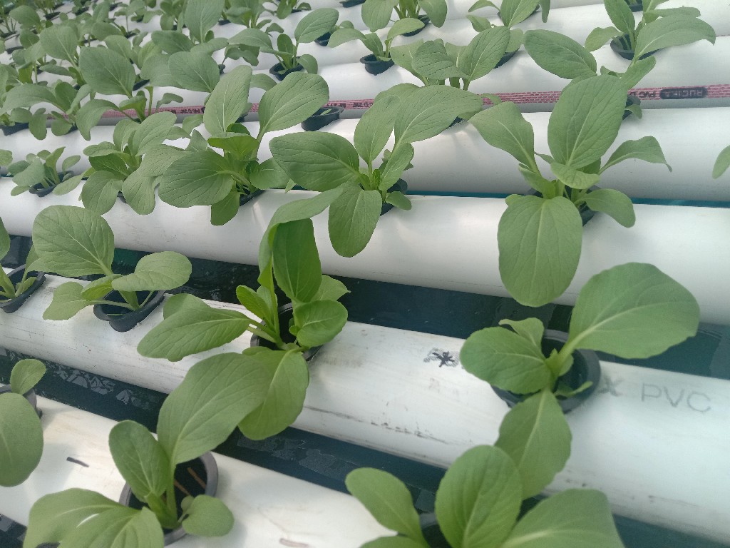 Menyediakan sayuran segar