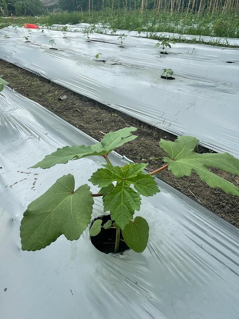 Bibit Okra Hijau