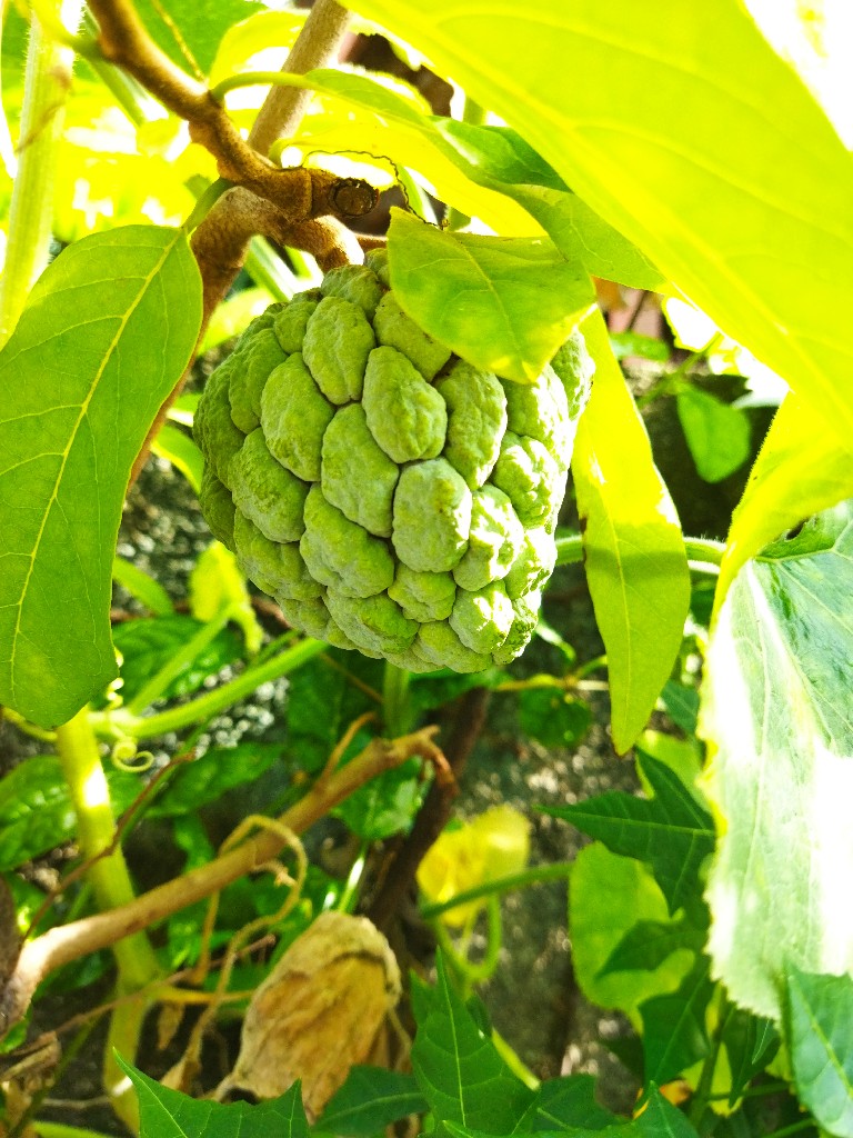 buah Srikaya