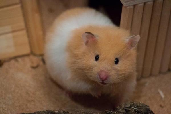 Hamster Syrian