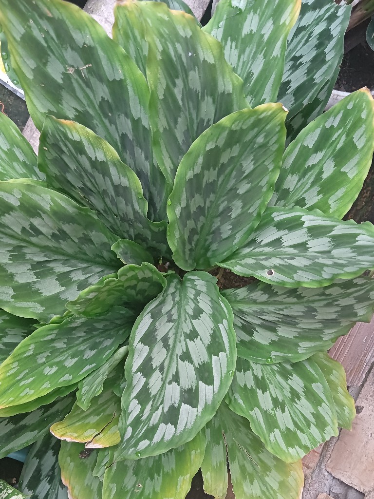 tanaman hias cantikk