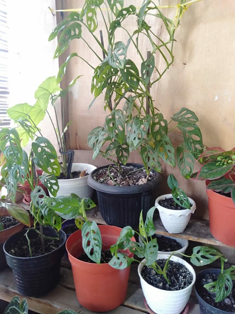 Tanaman Janda bolong