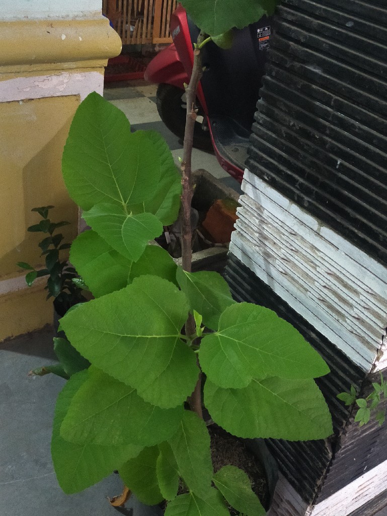 Aneka bibit tanaman berkhasiat