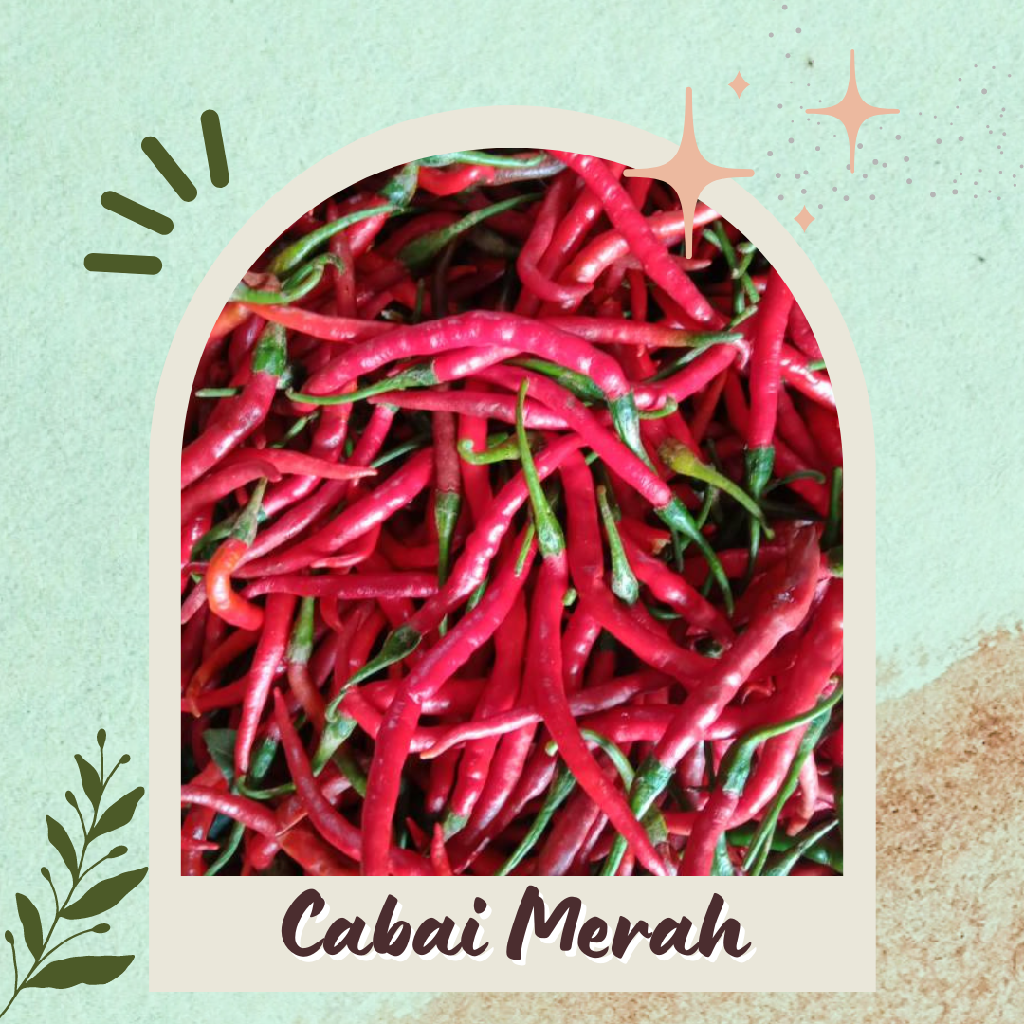Cabai Merah