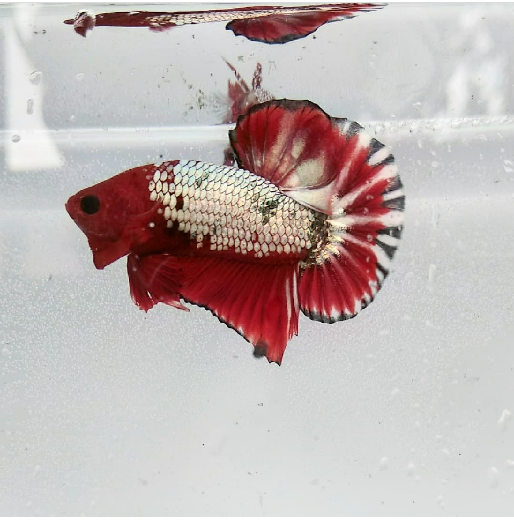 Ikan Cupang FCCP Red Head