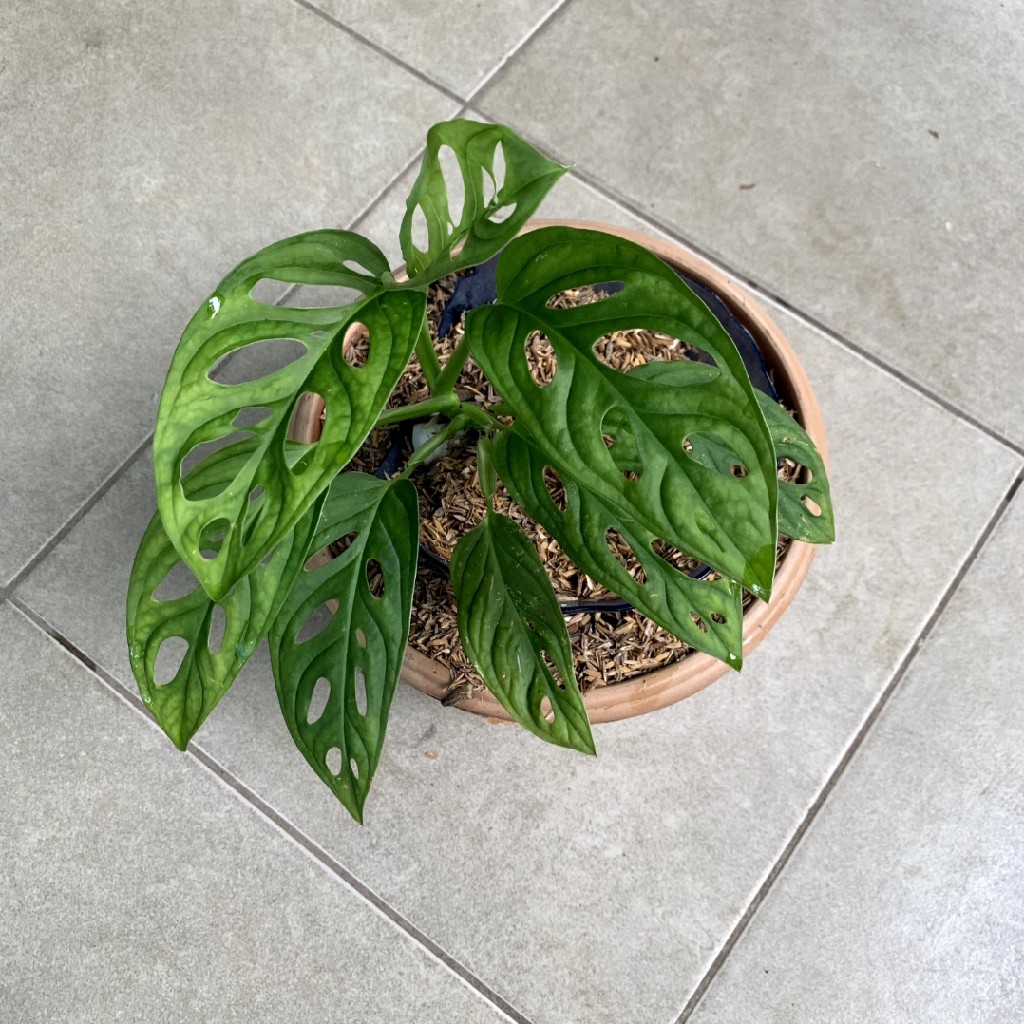 Monstera Adansonii atau Janda Bolong