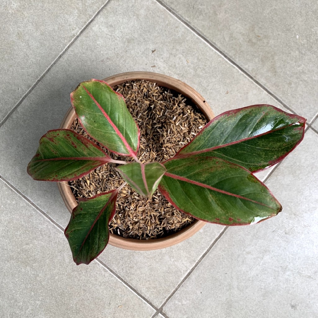 Aglonema Lipstick Pudding