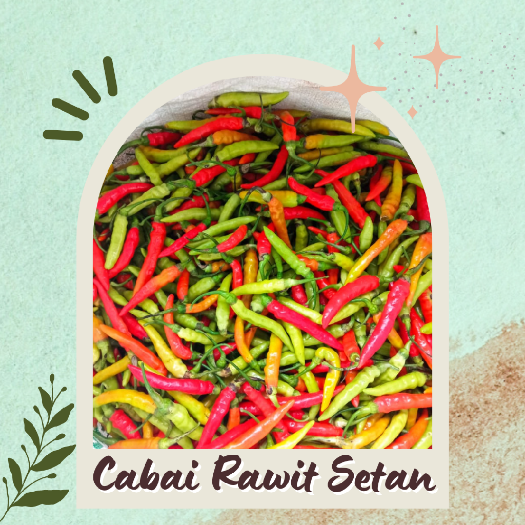 Cabai Rawit Setan