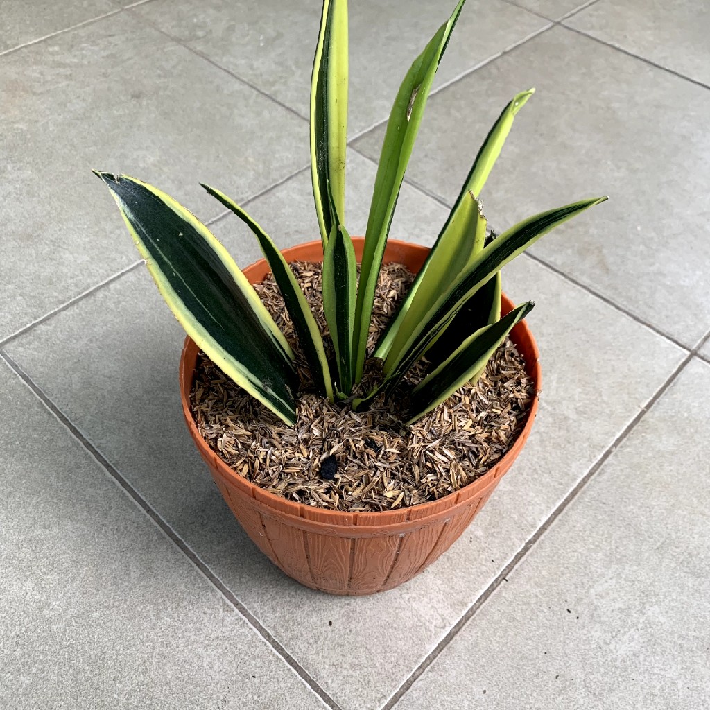 Sanserivia Gold Flame