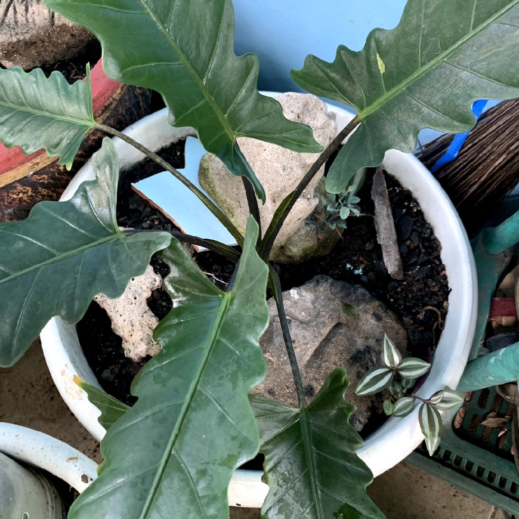 Philodendron Gergaji Hijau