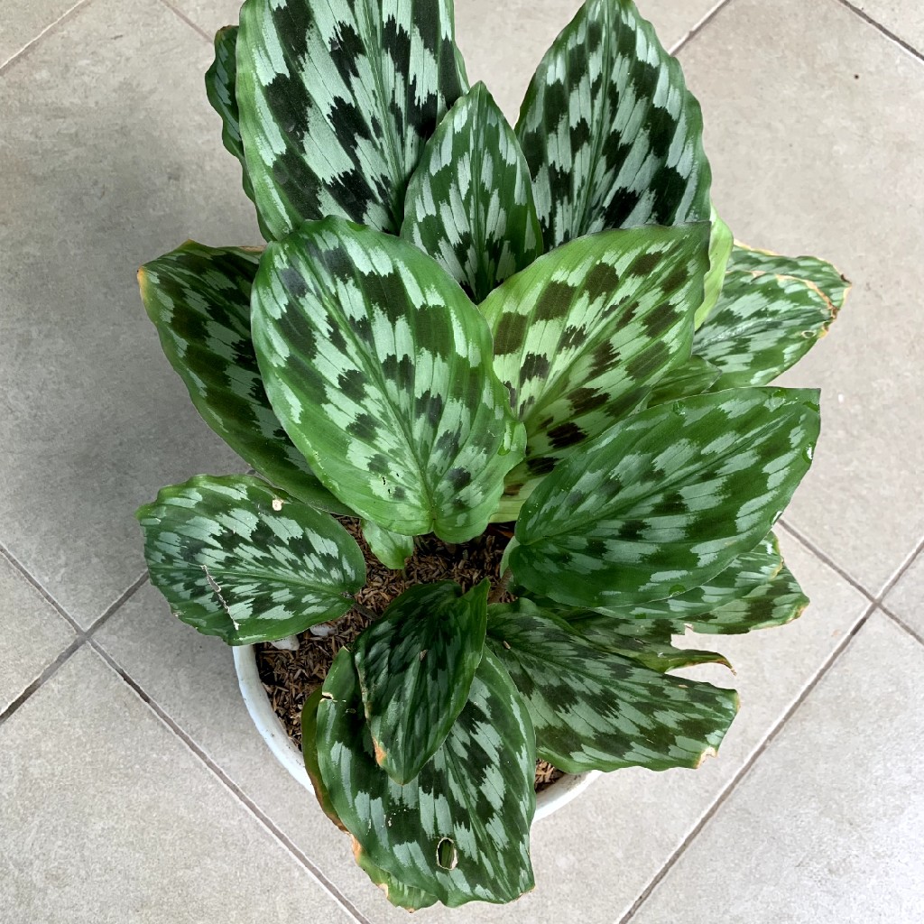 Calathea Merak