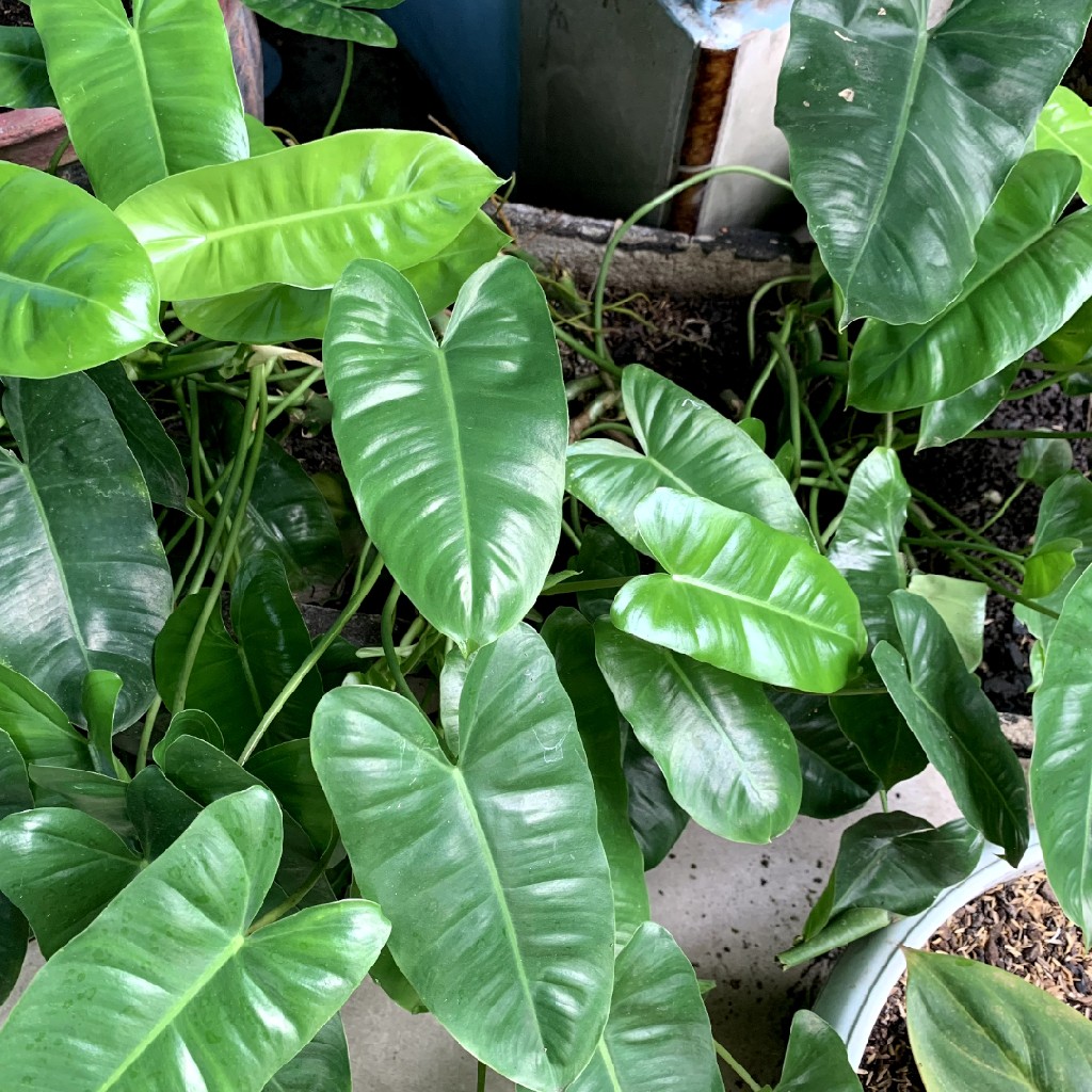 Philodendron Burle Marx