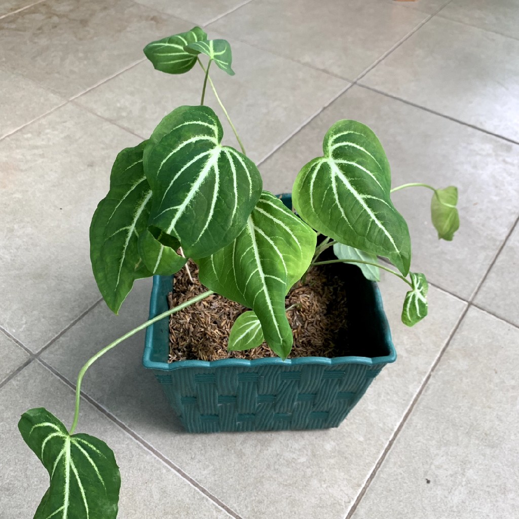 Philodendron Gloriosum