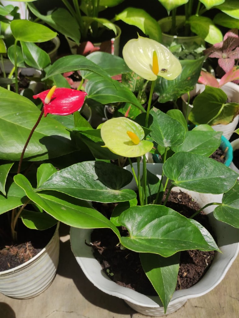 ANTHURIUM