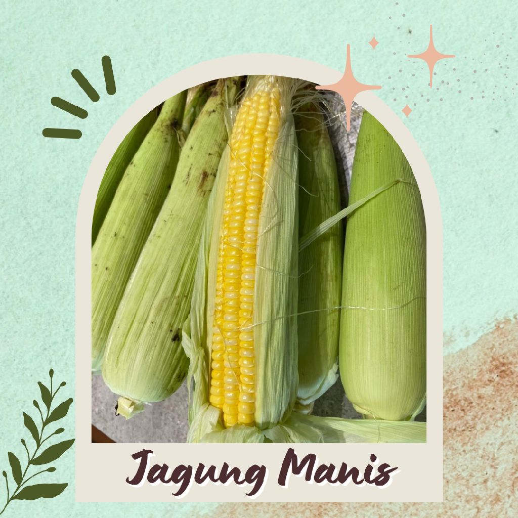 Jagung Manis