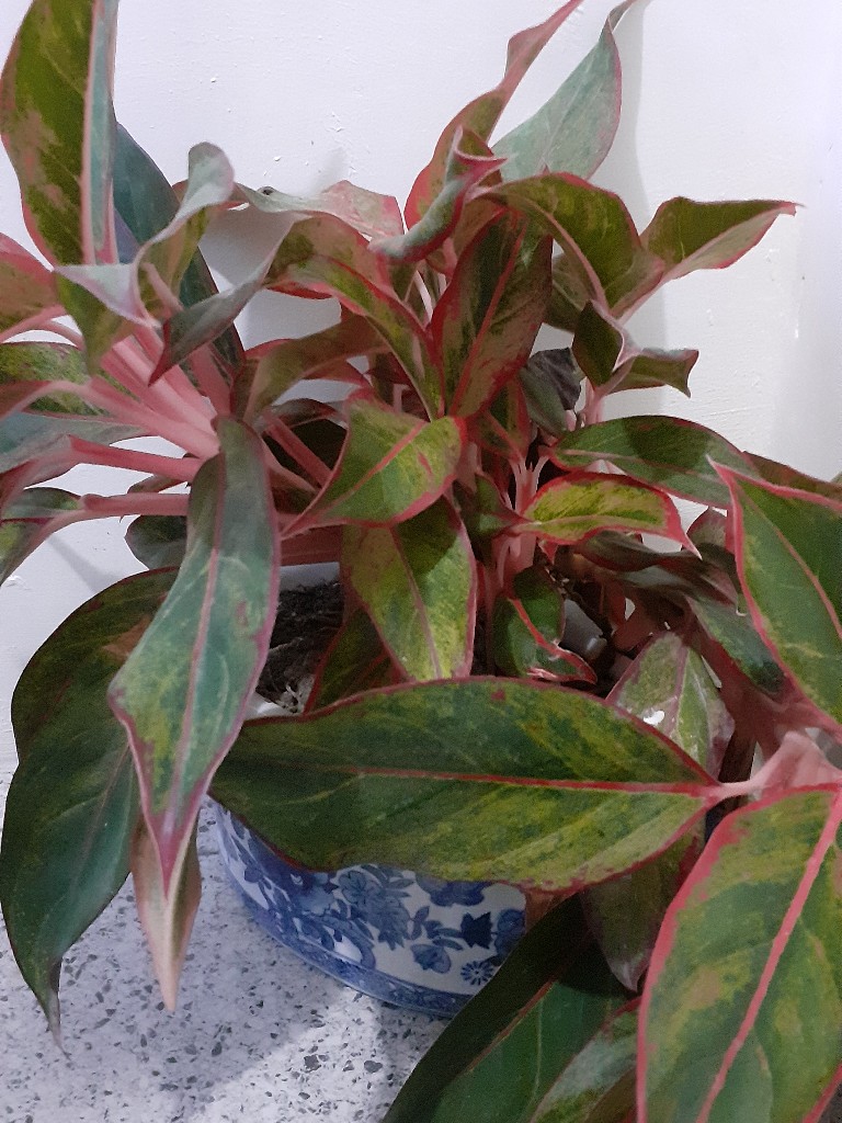 Aglaonema