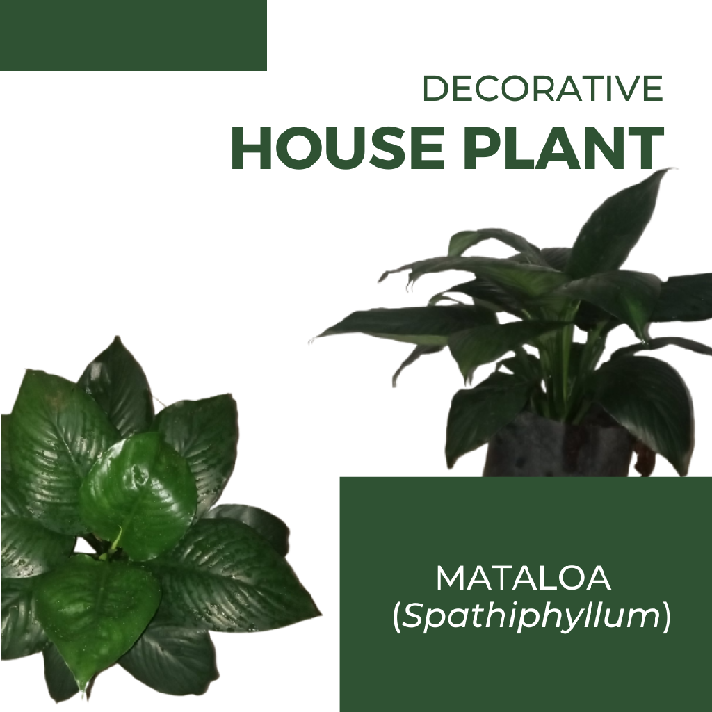Tanaman Hias Matoloa (Spathiphyllum)